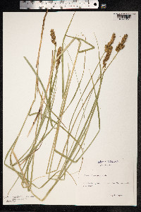 Carex disticha image