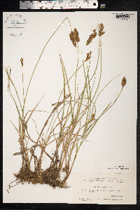 Carex disticha image