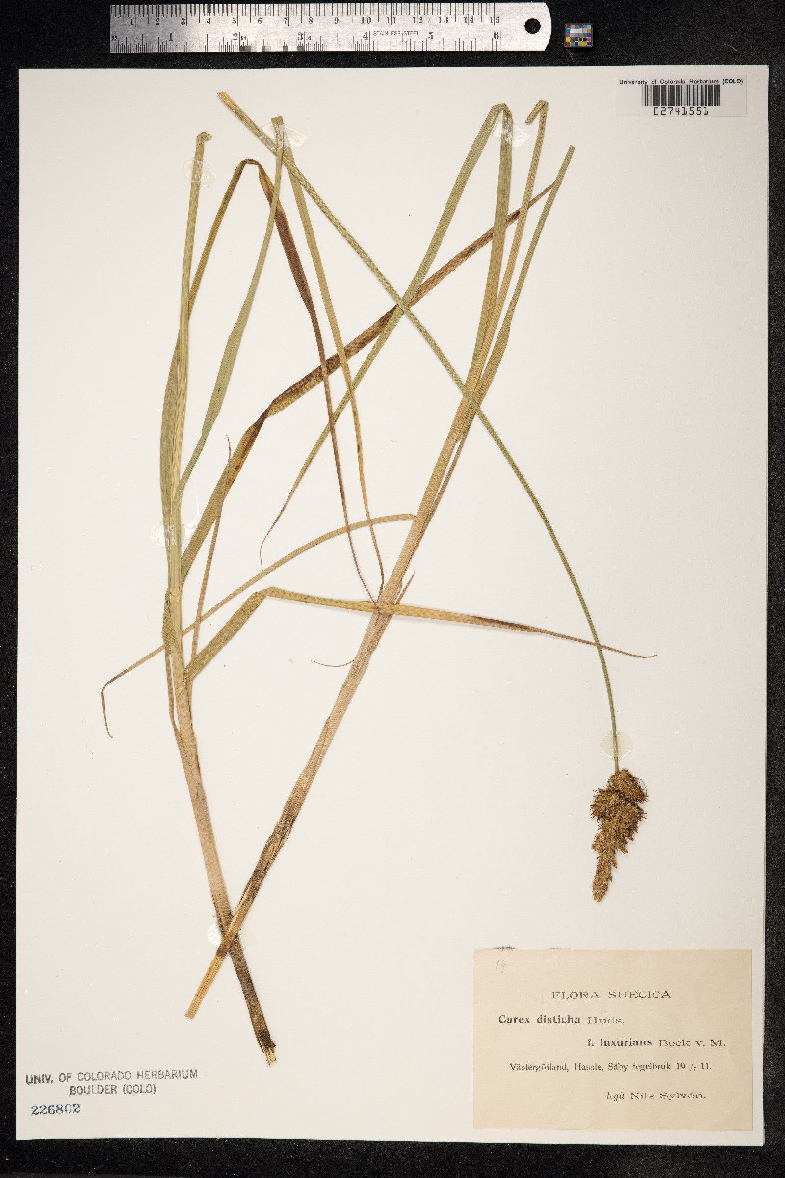 Carex disticha image