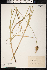 Carex disticha image