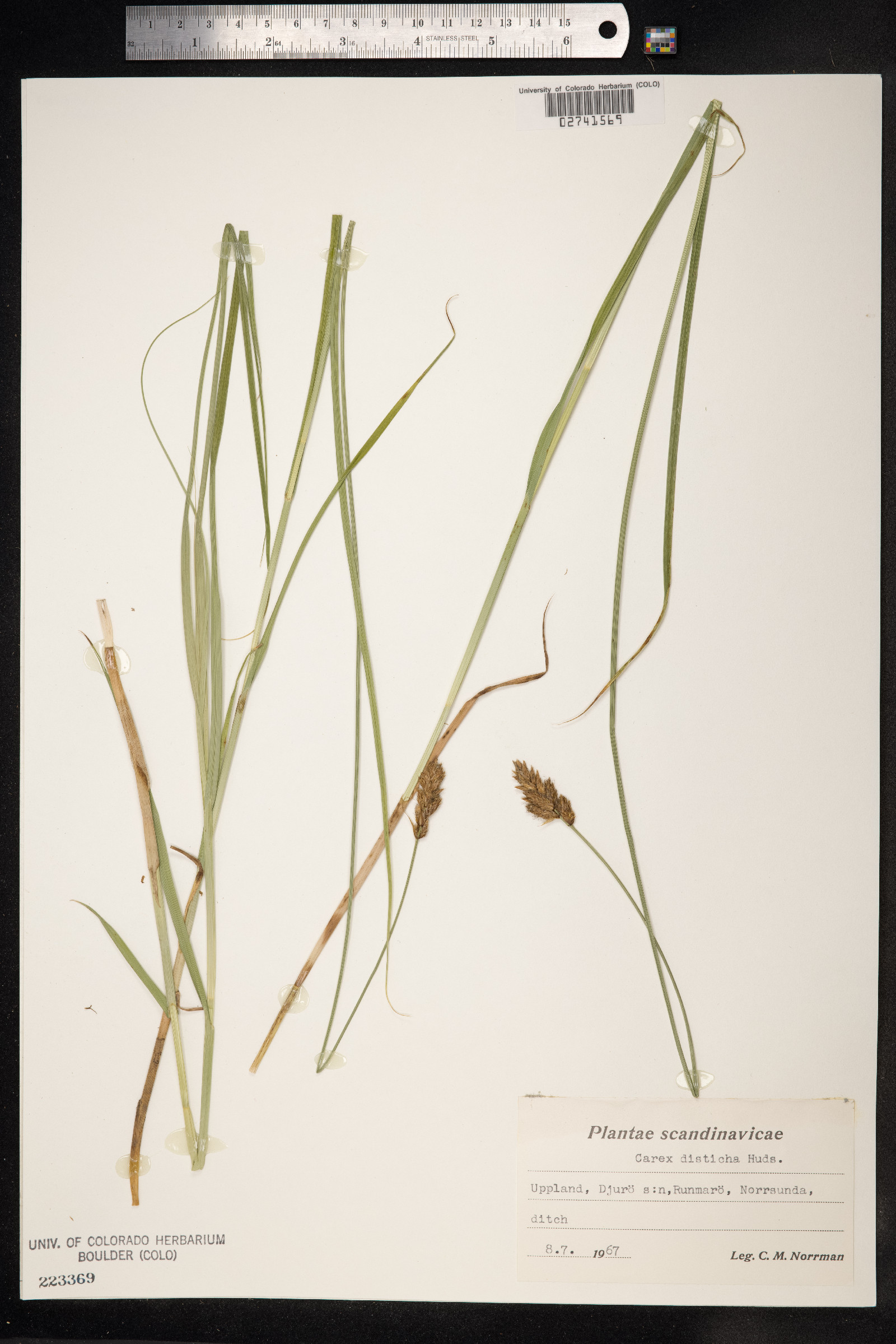 Carex disticha image