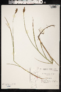 Carex disticha image