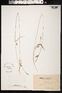 Carex distans image
