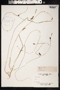 Carex distans image