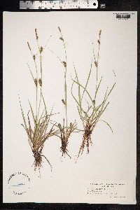 Carex distans image