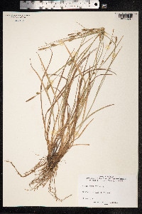Carex distans image