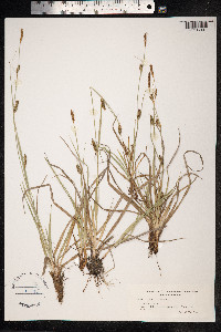 Carex distans image