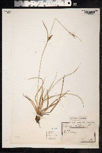 Carex distans image