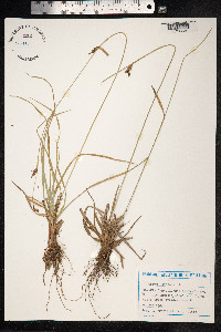 Carex distans image