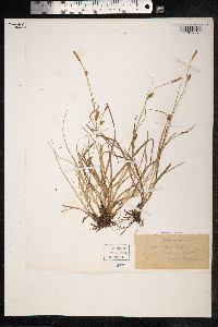Carex distans image