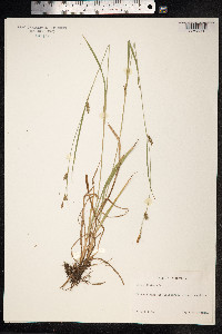 Carex distans image