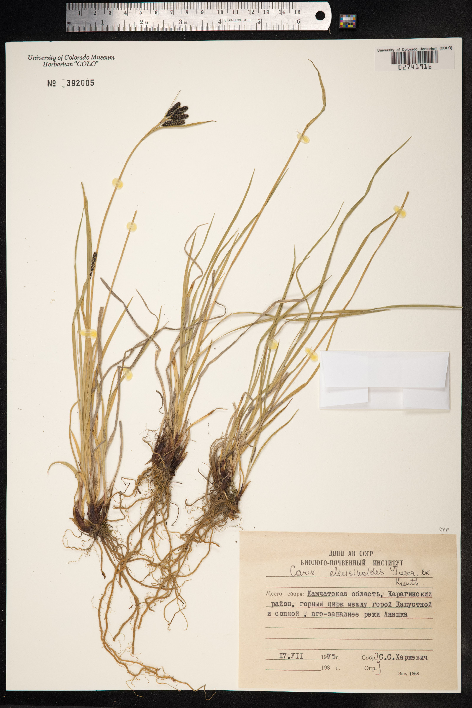 Carex eleusinoides image