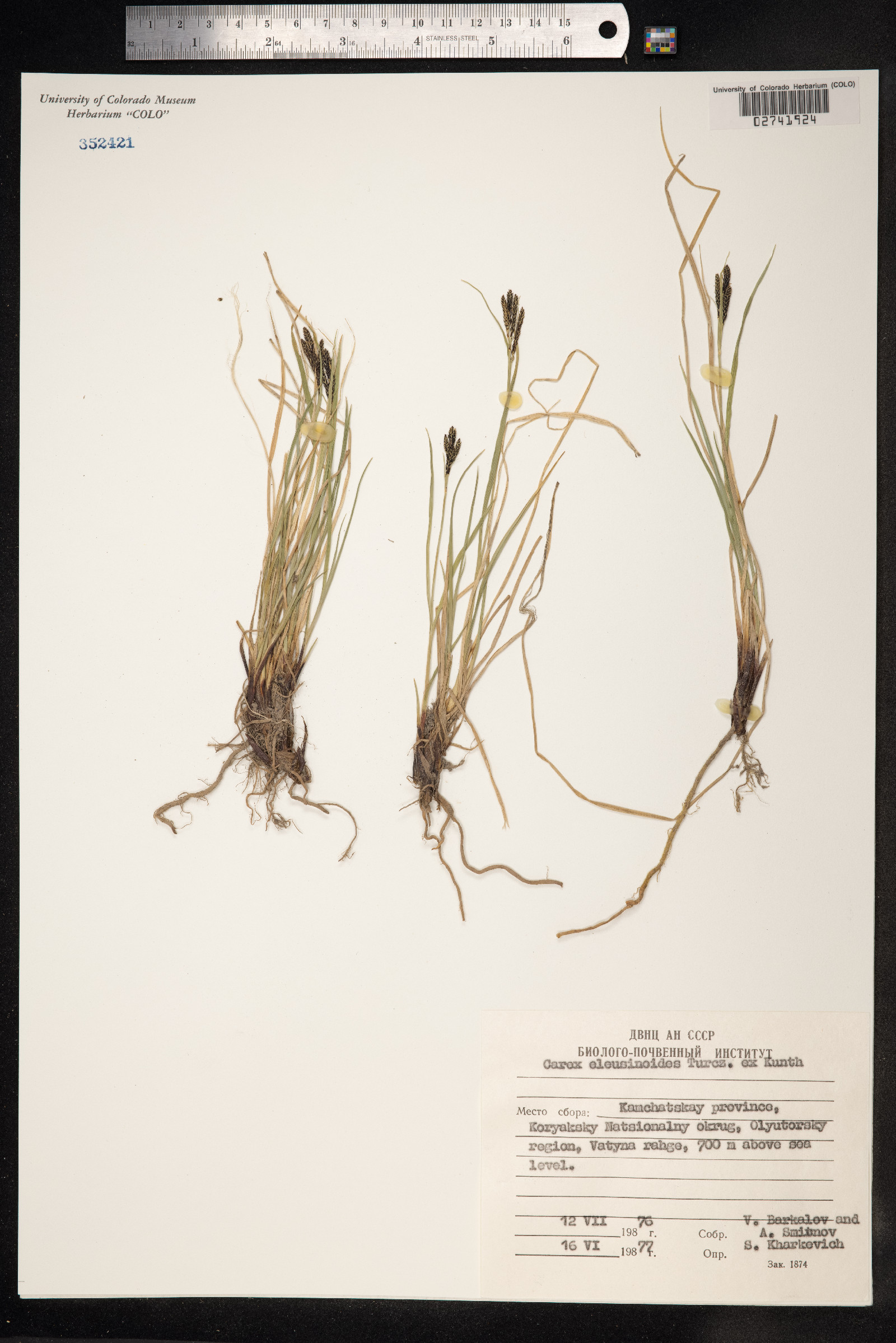 Carex eleusinoides image