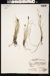 Carex eleusinoides image