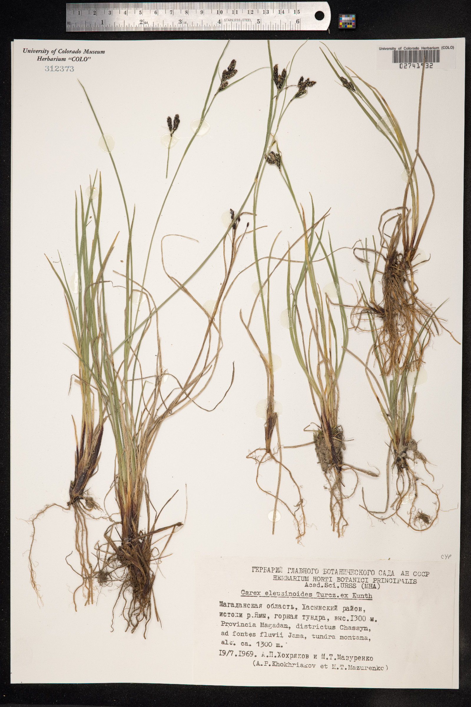 Carex eleusinoides image