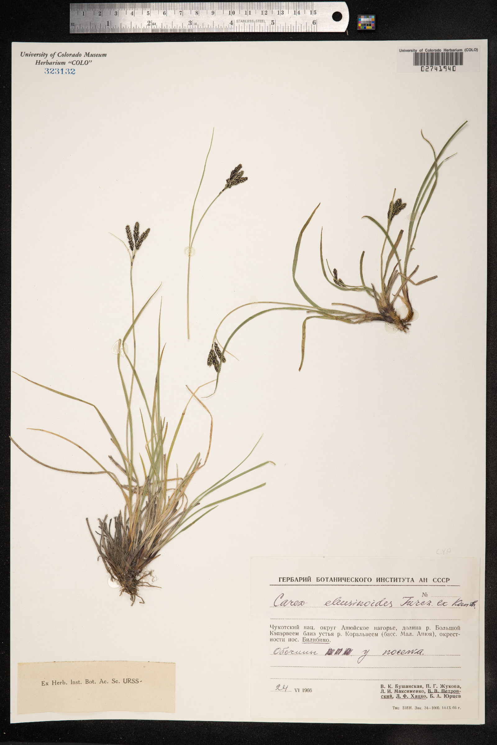 Carex eleusinoides image