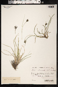 Carex eleusinoides image