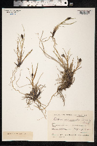 Carex eleusinoides image