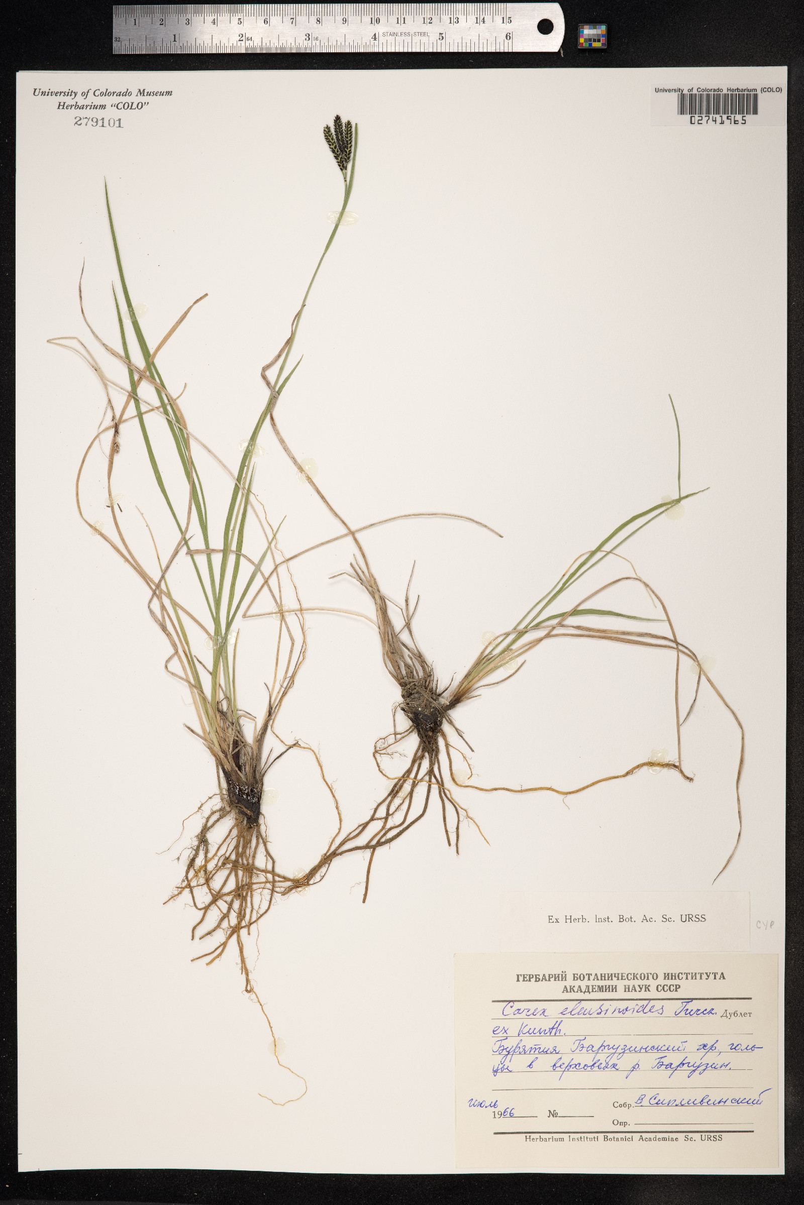 Carex eleusinoides image