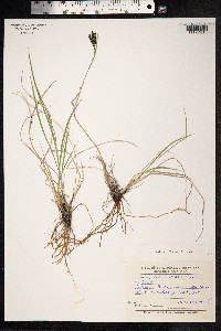 Carex eleusinoides image