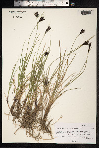 Carex eleusinoides image