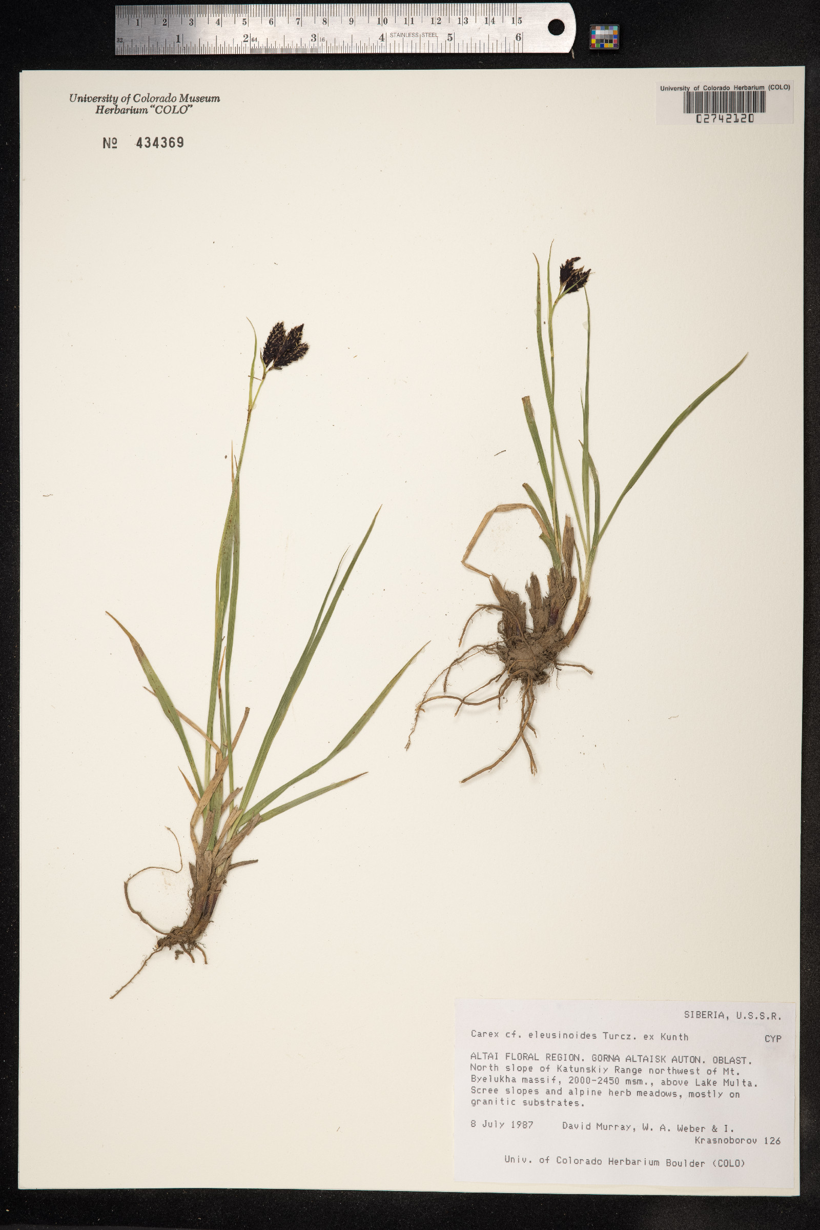 Carex eleusinoides image