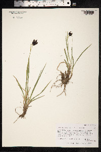 Carex eleusinoides image