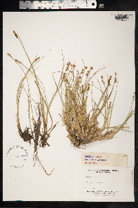 Carex echinata image