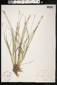 Carex echinata image