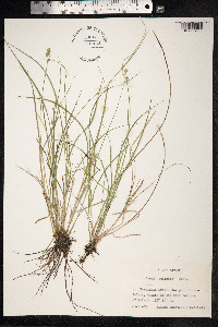 Carex echinata image