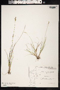Carex echinata image