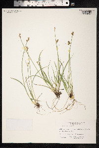 Carex echinata image