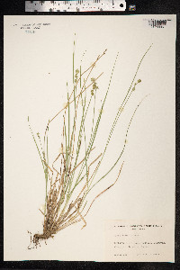 Carex echinata image