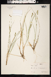 Carex echinata image
