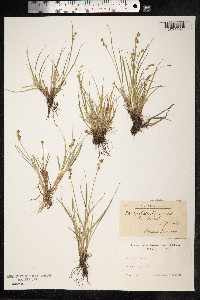Carex echinata image