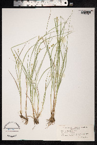 Carex echinata image