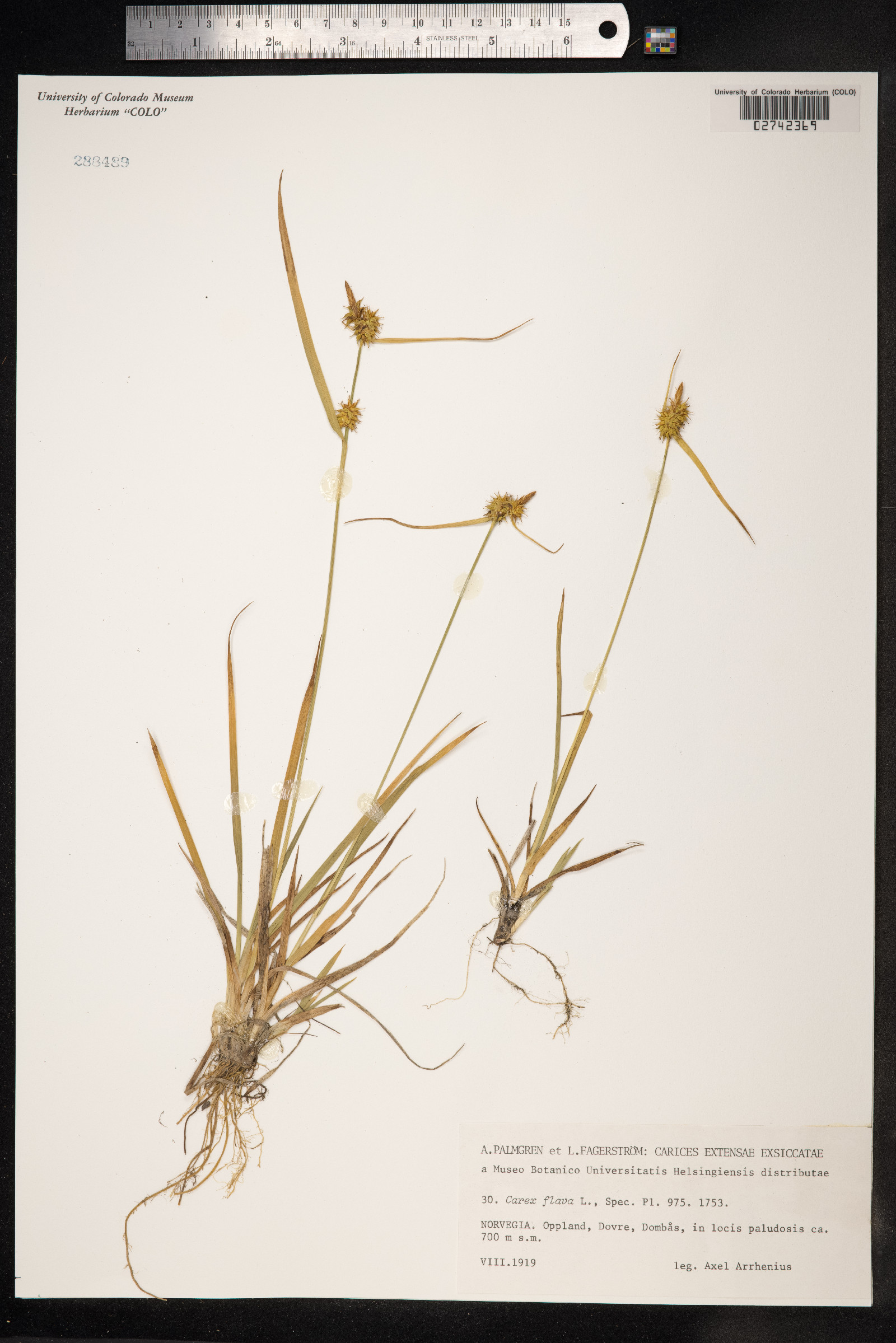 Carex flava image