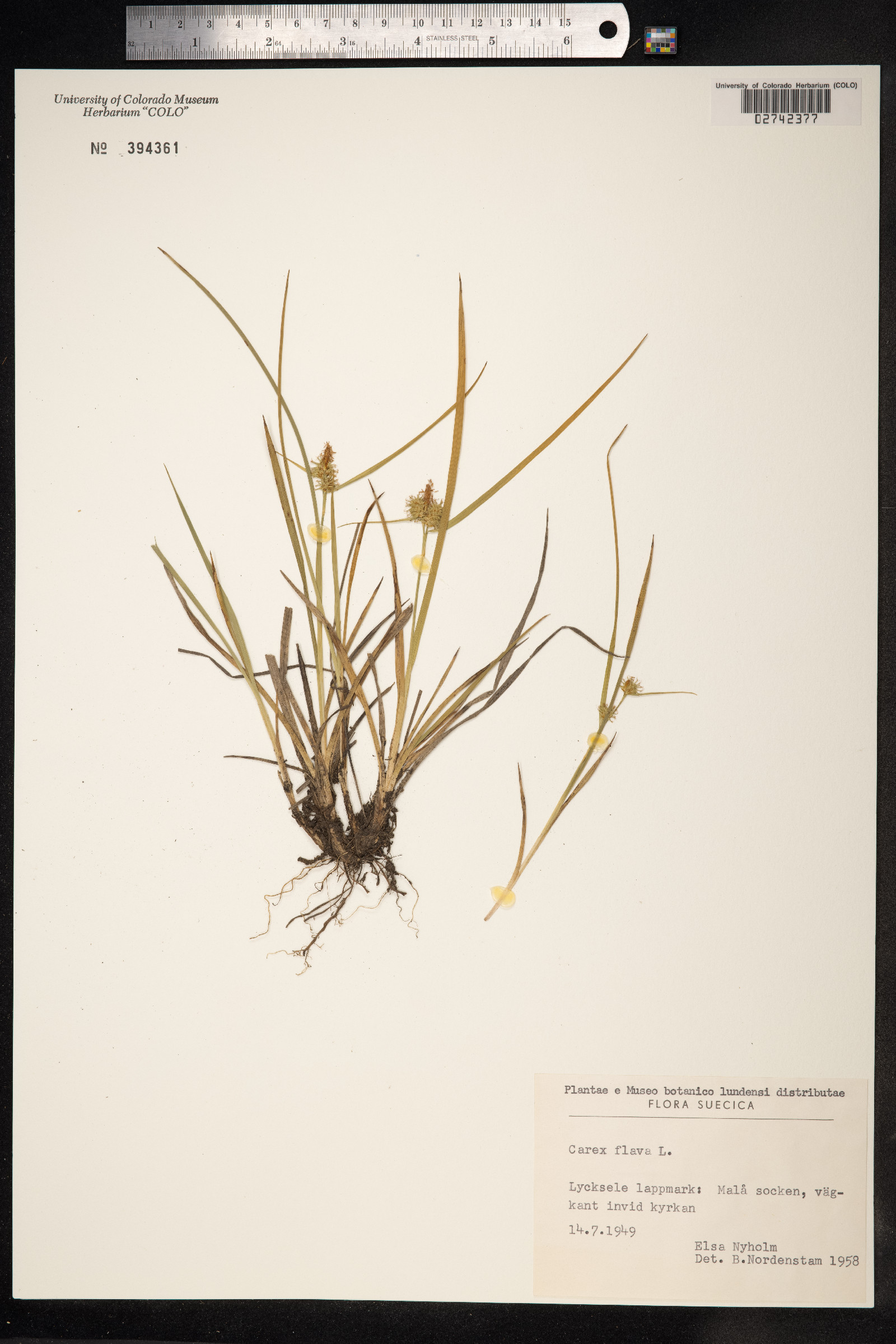 Carex flava image
