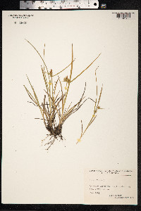 Carex flava image