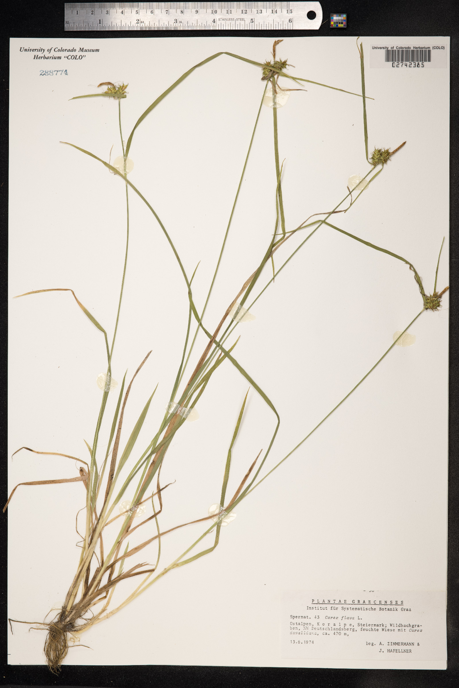 Carex flava image