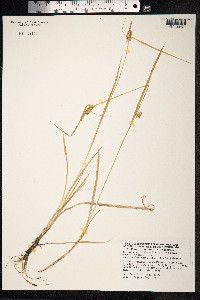 Carex flava image