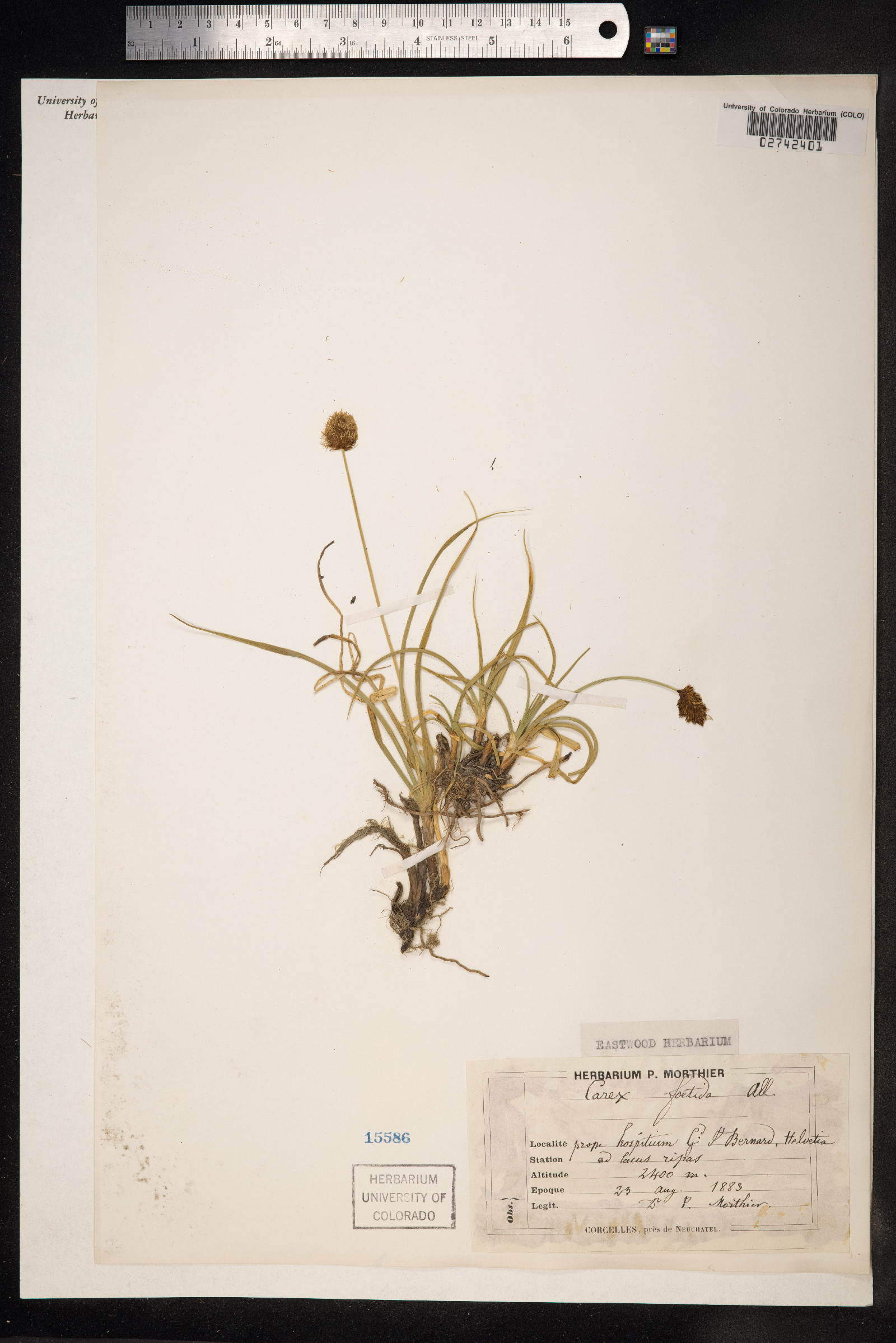 Carex vernacula image