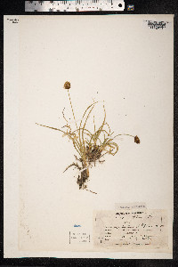 Carex vernacula image