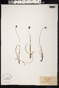 Carex vernacula image