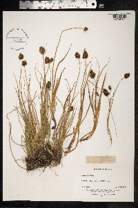 Carex vernacula image