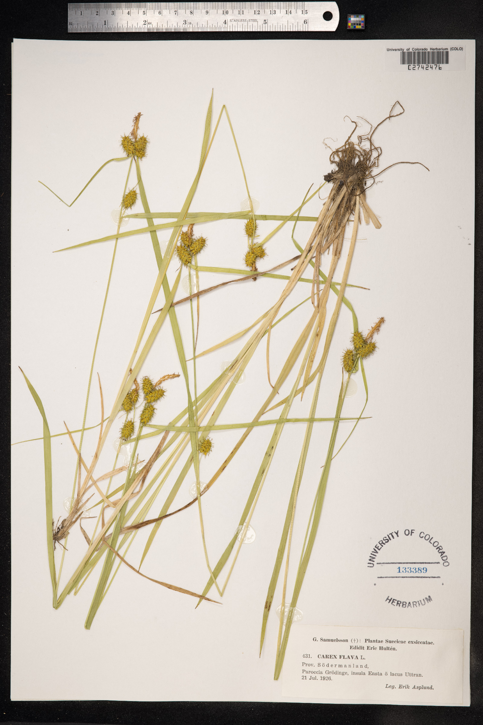 Carex flava image