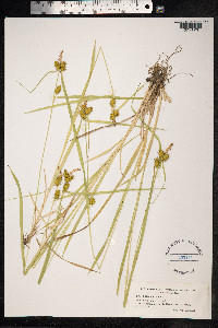 Carex flava image