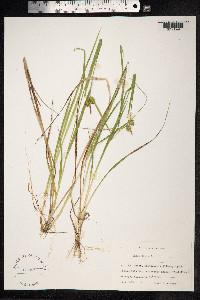 Carex flava image