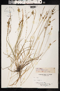 Carex flava image