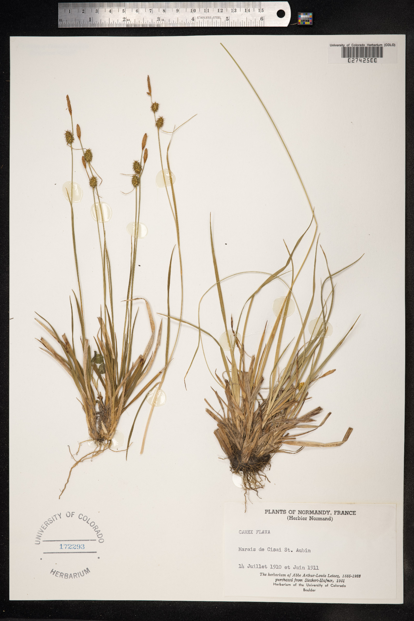 Carex flava image